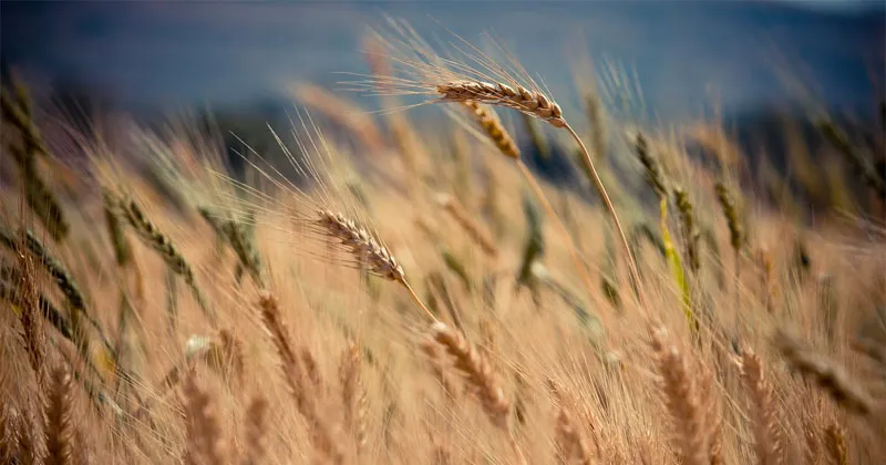 Cercasi idee per il marchio "Biologico italiano"