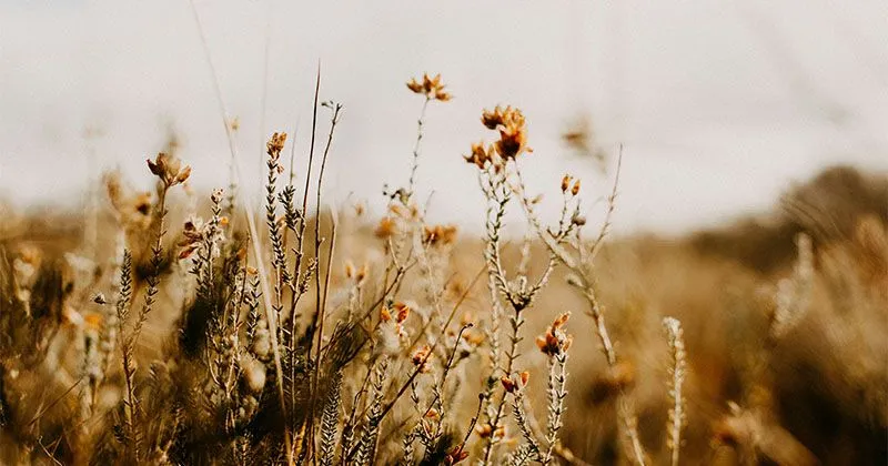Una biblioteca di semi, piante e spezie come progetto partecipato